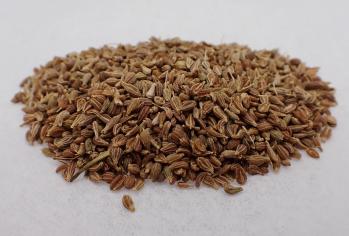 Anise Seed 0108F-TCS